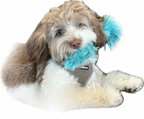 very cute cappuccino color Havanese breed male puppy holding a blue toy in his mouth
